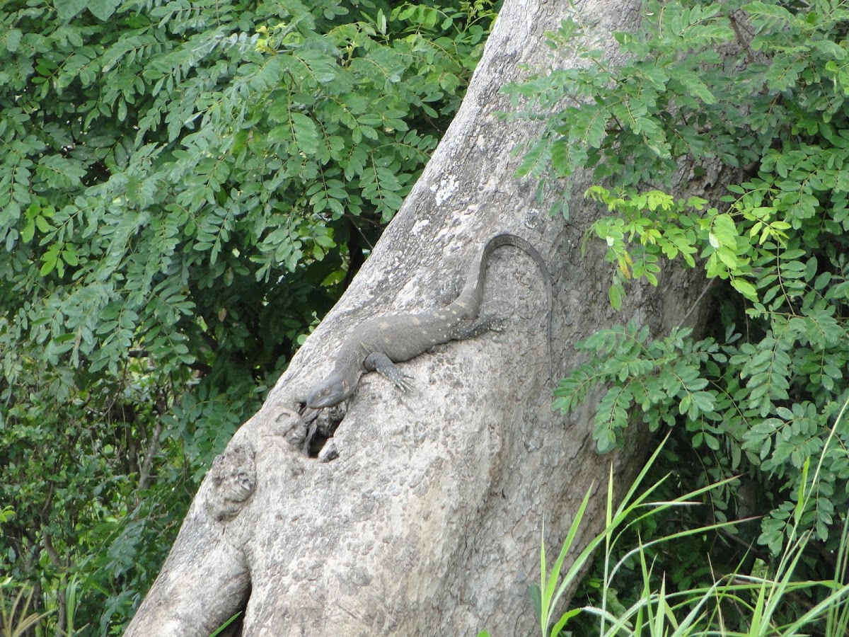 Nile Monitor