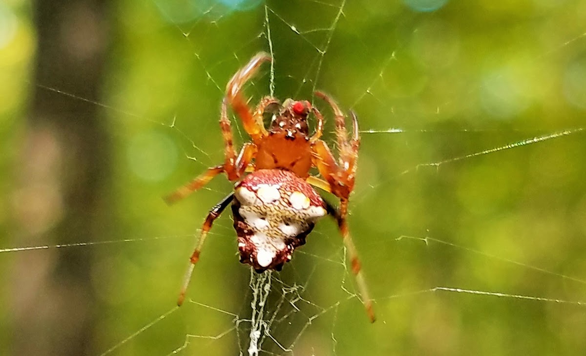 Arrowhead orb weaver