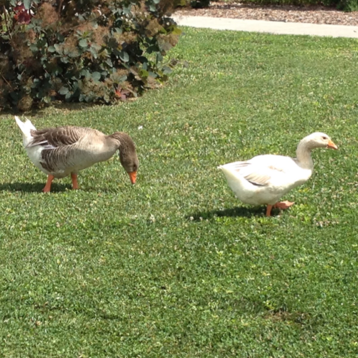 Domestic Graylag Geese