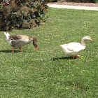 Domestic Graylag Geese