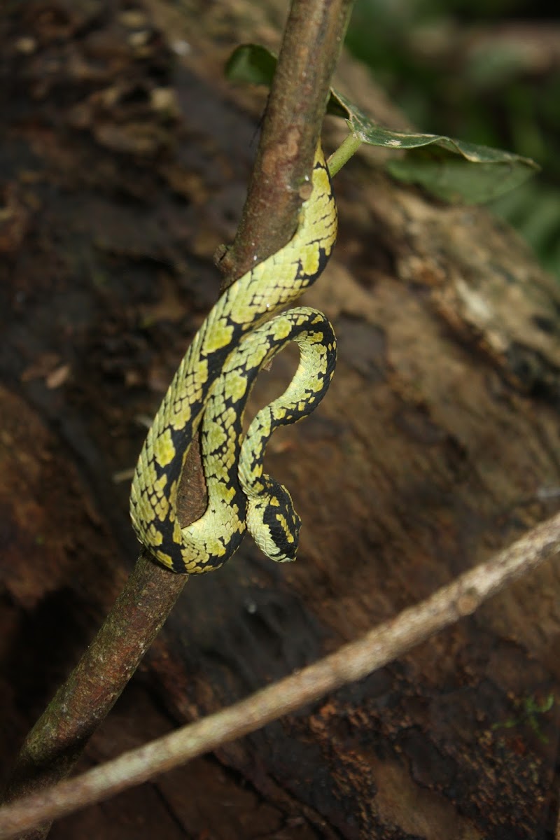 Sri Lankan Green Pit Viper