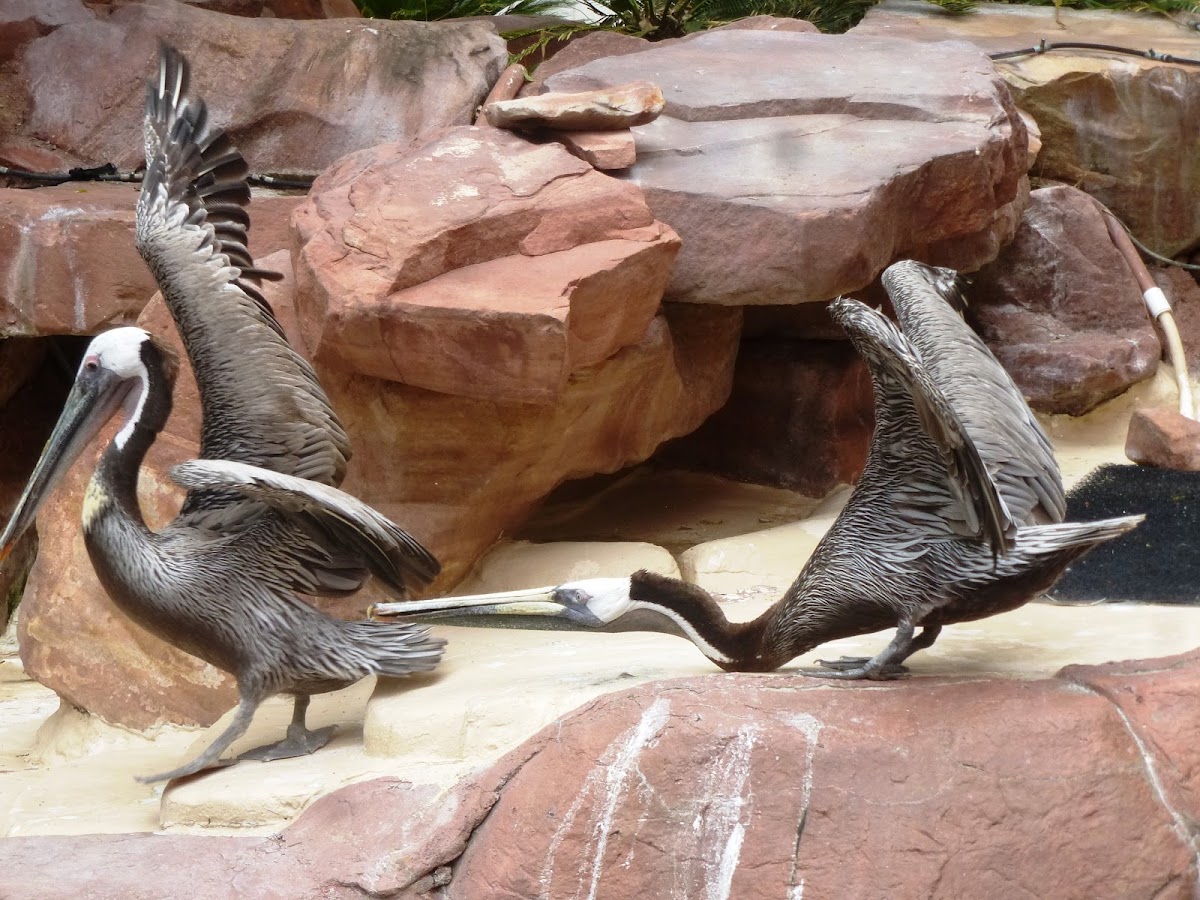 American Brown Pelican