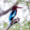 White-throated Kingfisher