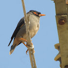 Bank myna