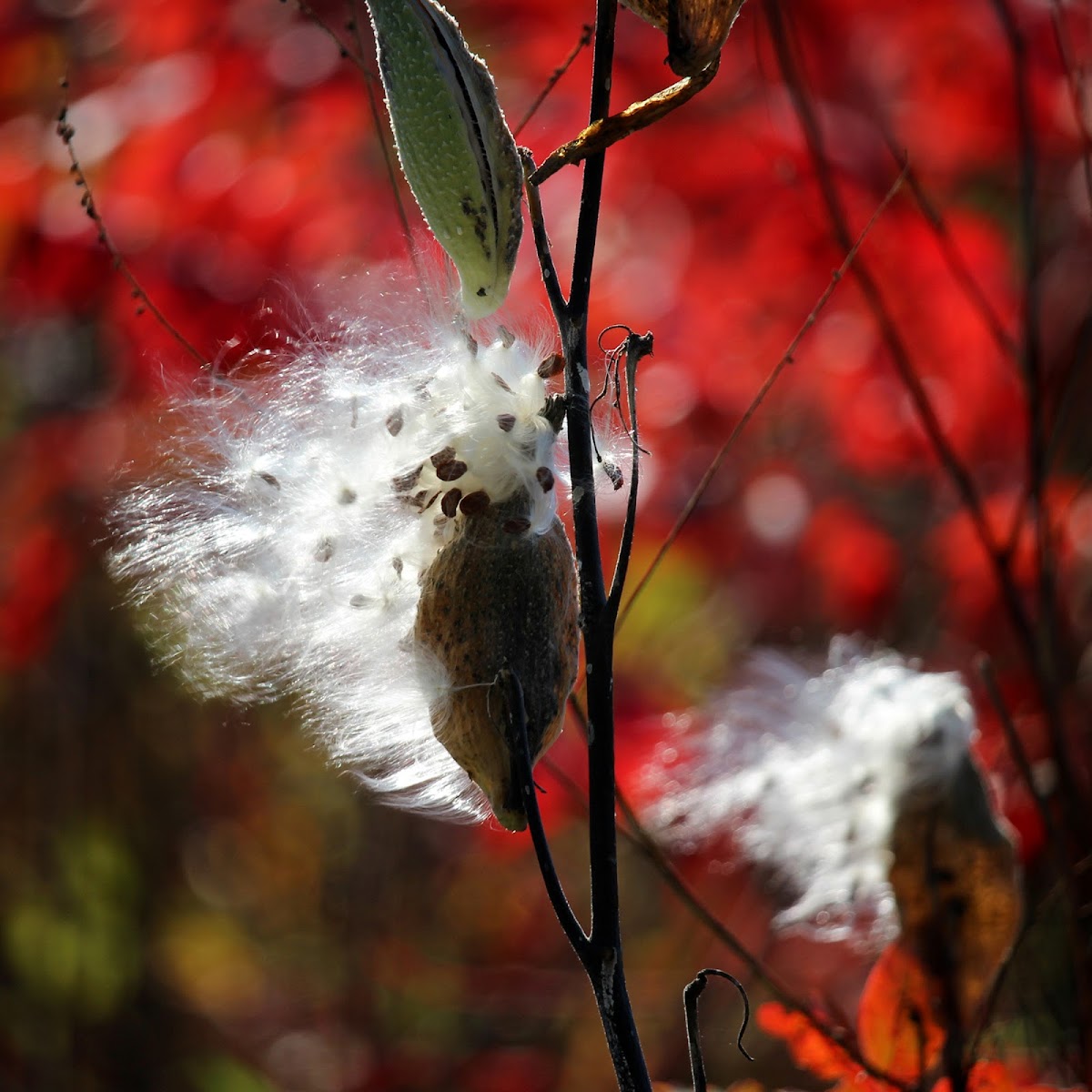 Common Milkweed (Seeds; Pods)