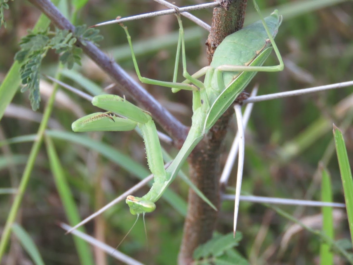 Bordered mantis