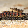 Tussock Moth