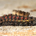 Tussock Moth