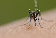 The Gauteng department of health says people who notice any malaria symptoms after visiting a malaria prevalent area must visit their nearest clinic or doctor to get tested and treated for malaria, as delay in treatment can lead to death. File picture