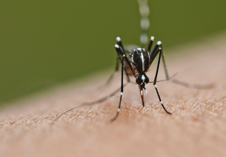 Two people have died of malaria in Limpopo while over 1,400 infections have been recorded thus far.