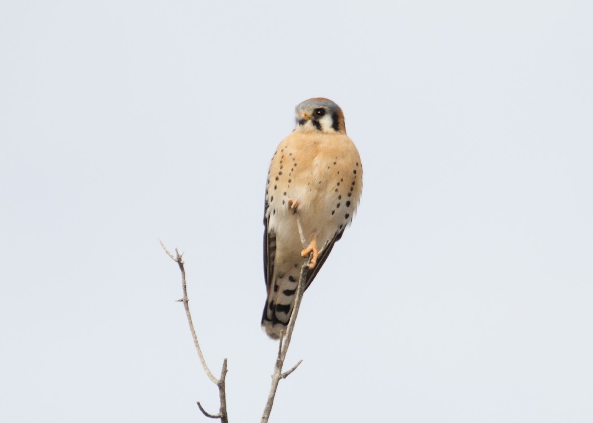 American Kestrel