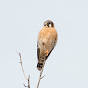 American Kestrel