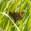 Large Skipper