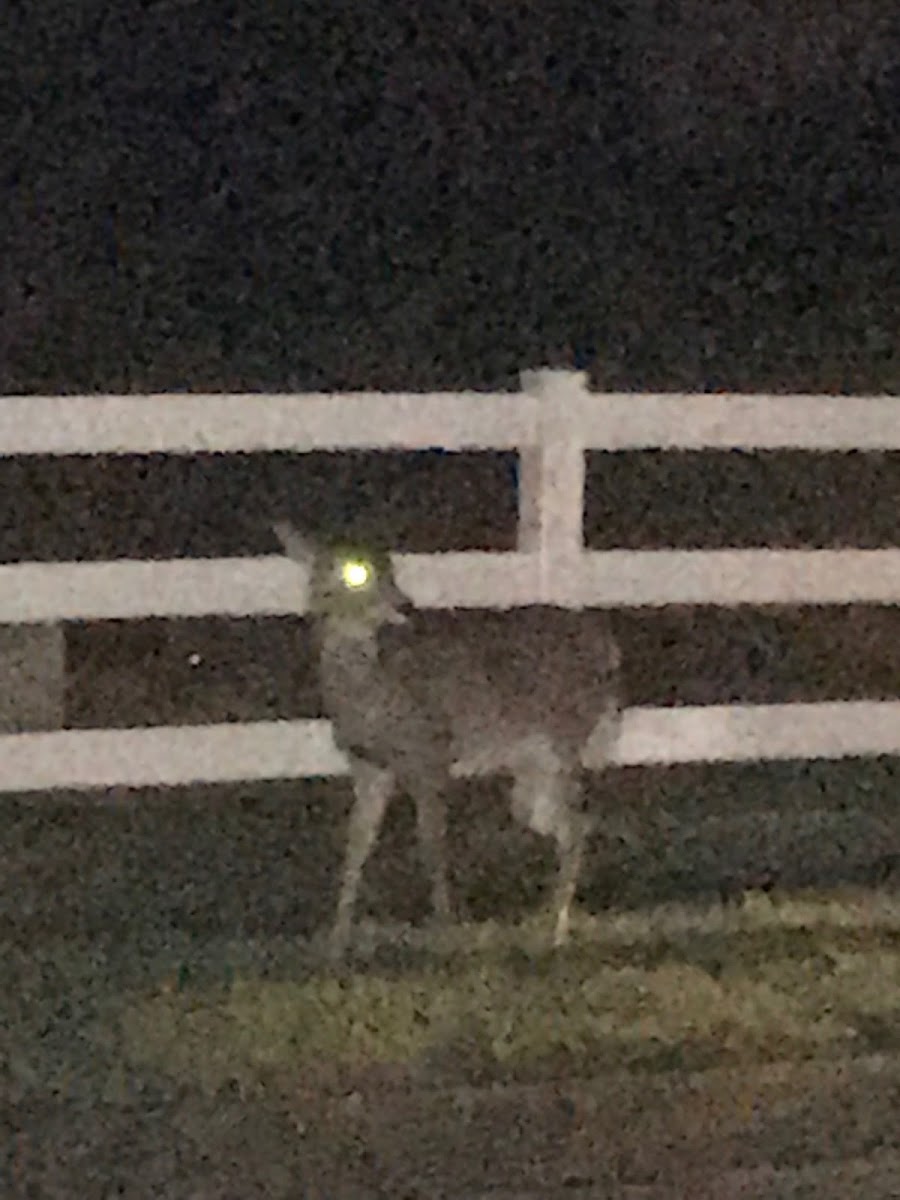 White tailed deer