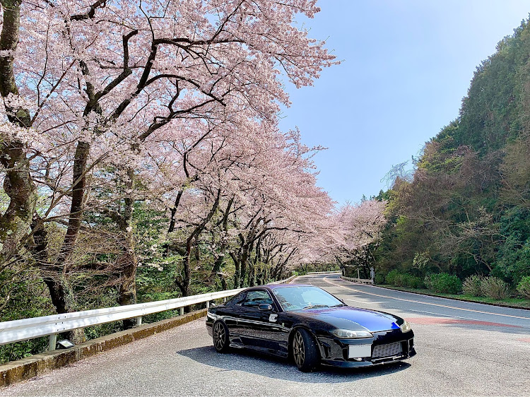 シルビアの桜とコラボ・桜と愛車・箱根ターンパイクに関するカスタム事例の投稿画像2枚目