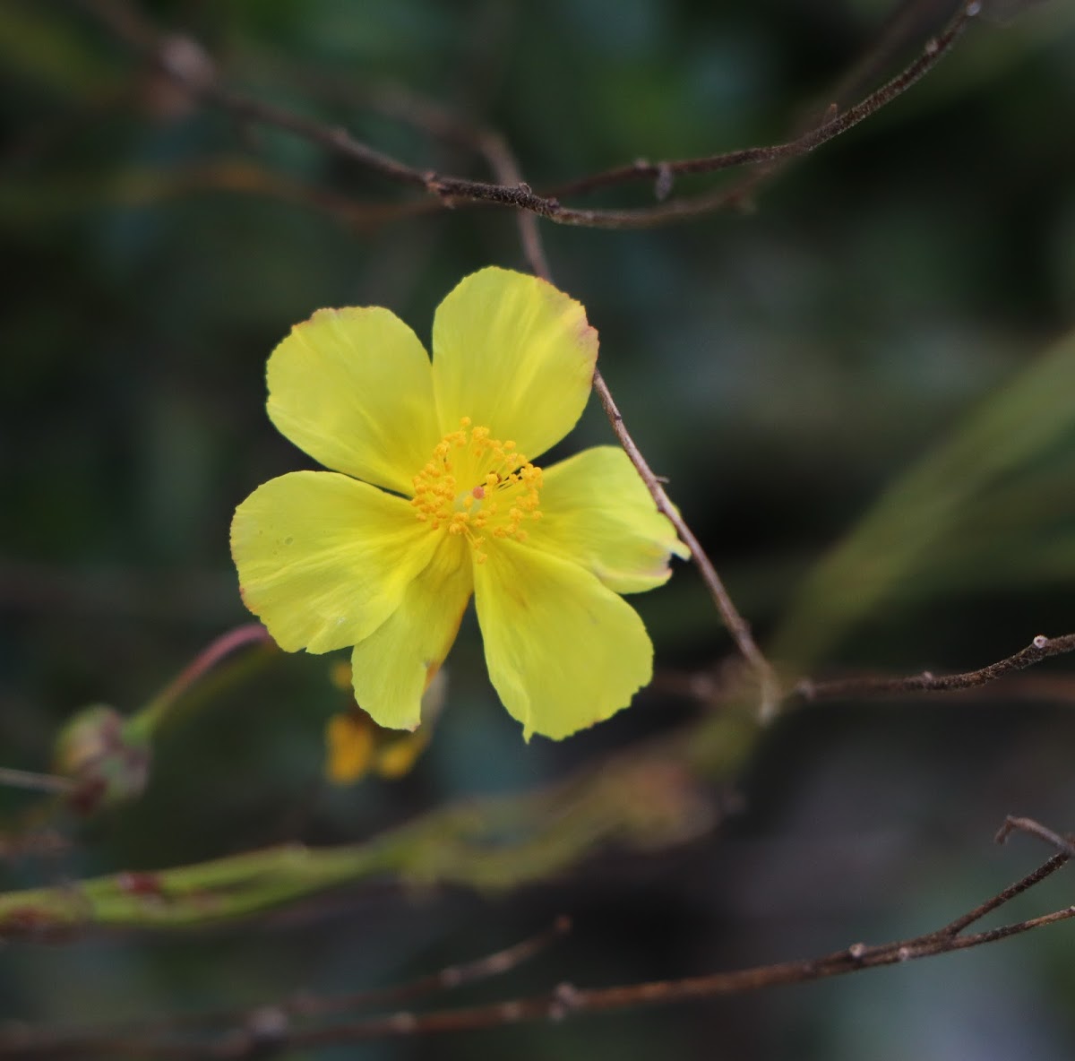 Common rock-rose