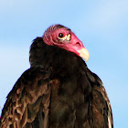 Turkey Vulture