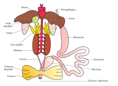 Solution Image