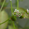 Grassleaf Spurge