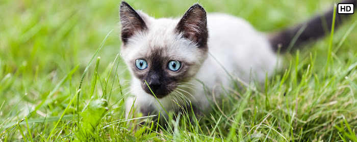 My Siamese Cat HD Wallpapers New Tab Theme marquee promo image