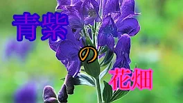 青紫の花畑