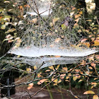 Spider Webs