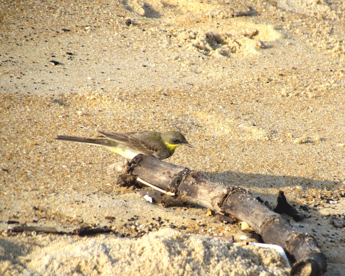 The western yellow wagtail