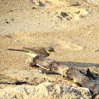 The western yellow wagtail