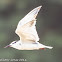 Whiskered Tern