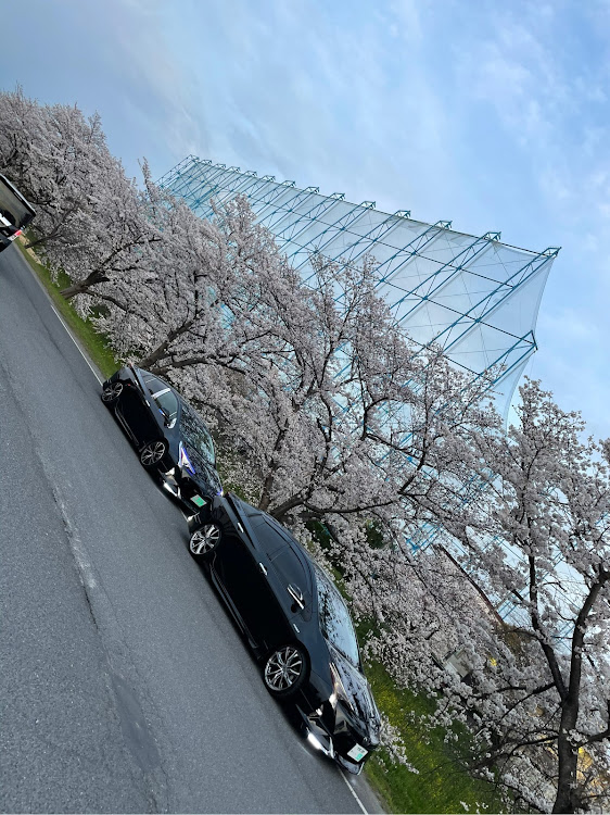 プリウスの桜と愛車・桜とコラボ・桜・奈良に関するカスタム事例の投稿画像4枚目