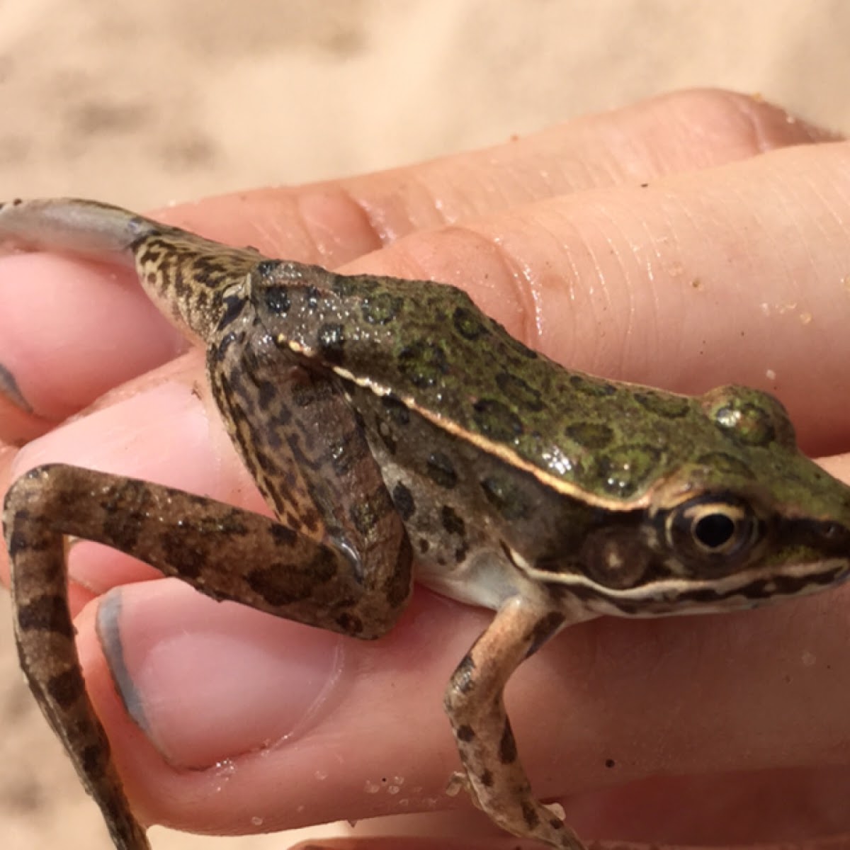 Plains leopard frog