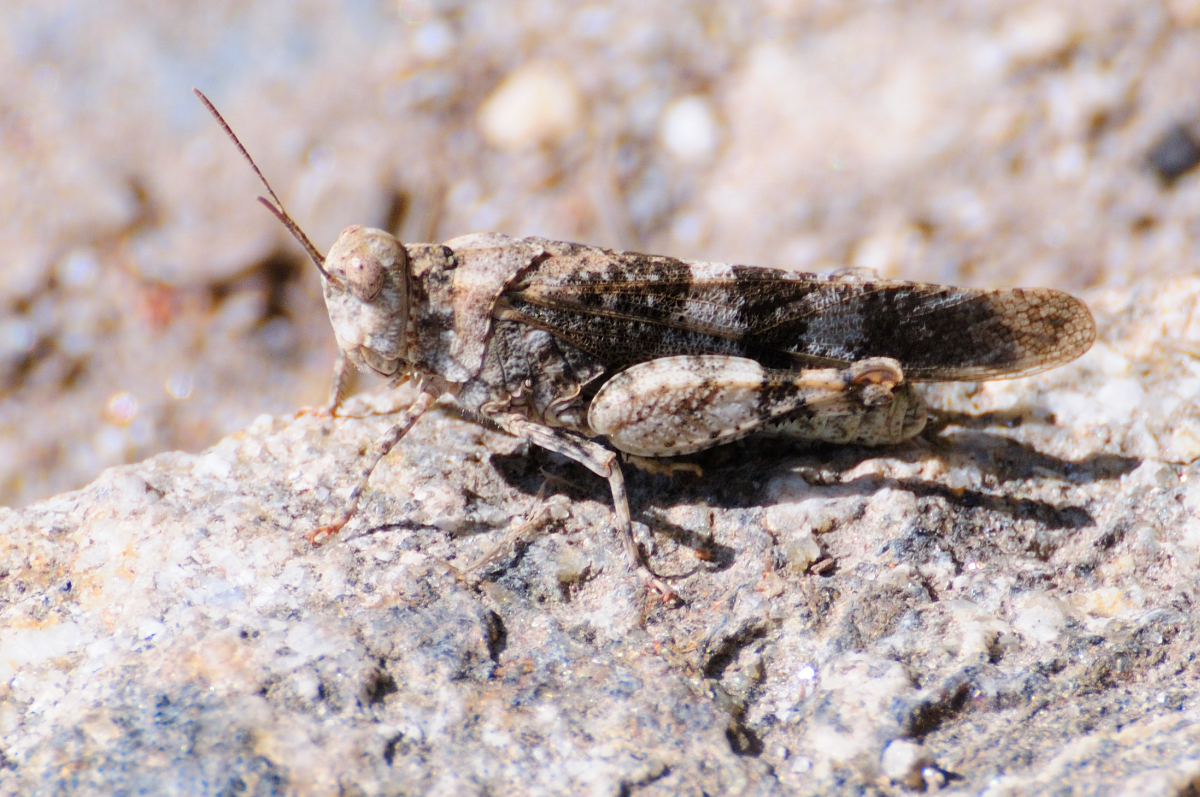 Saltamontes de Alas Rojas