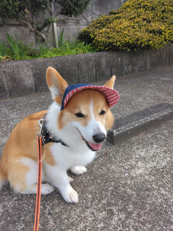 ノート オーラのデイズブレーキパット交換・愛犬キャディーさんに関するカスタム事例の投稿画像5枚目