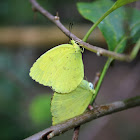 Three Spot Grass Yellow