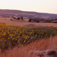 Girasole sotto il sole di 