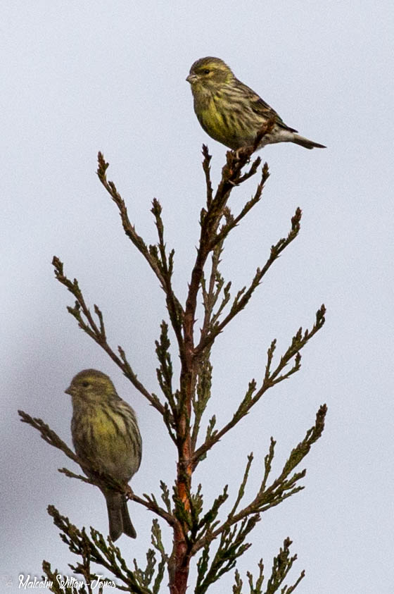 Serin; Verdecillo