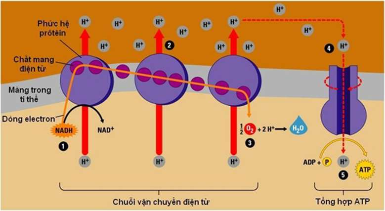 Chuỗi truyền electron hô hấp diễn ra ở đâu