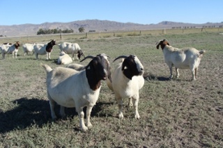 boer goats in pasture