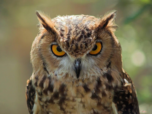 Owl HD Live Wallpaper