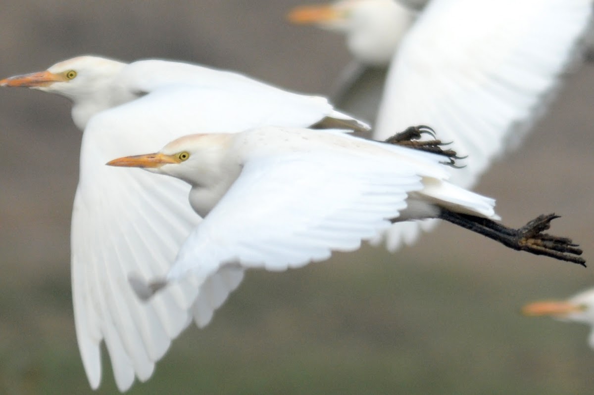 cattle egret