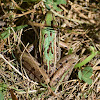 Northern Leopard Frog