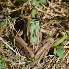 Northern Leopard Frog