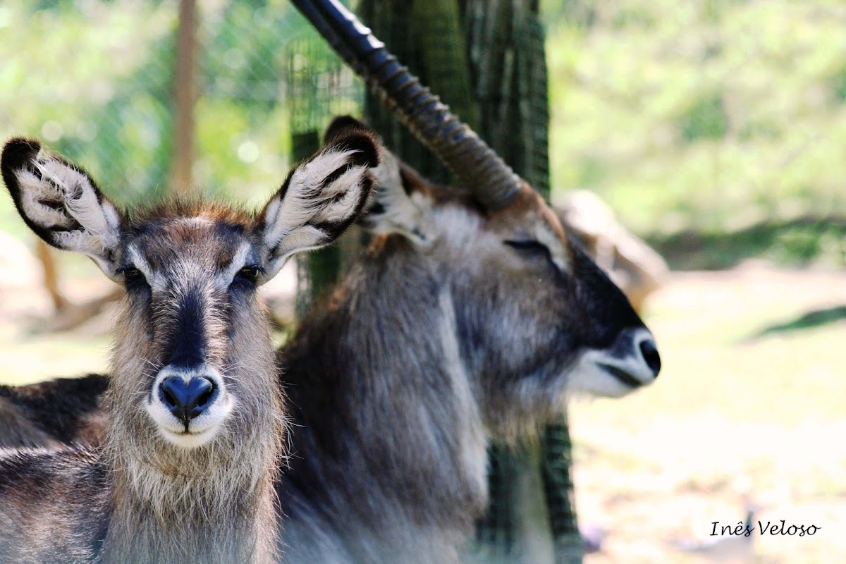 African Waterbuck