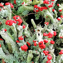 Red cup lichen