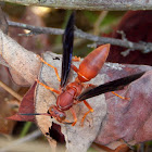 Red Paper Wasp