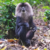 Lion-tailed macaque