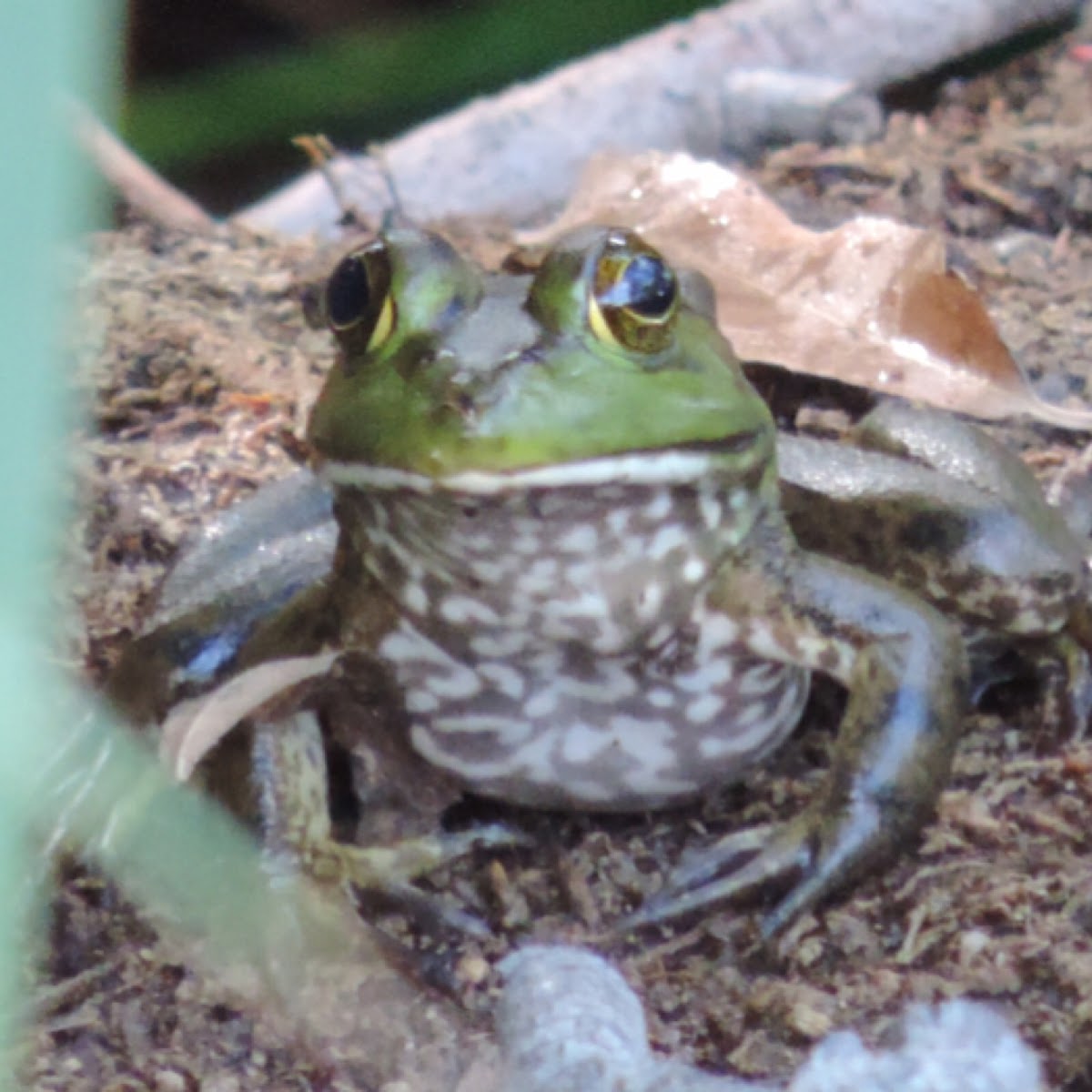 American Bullfrog