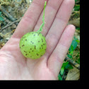 Oak Gall