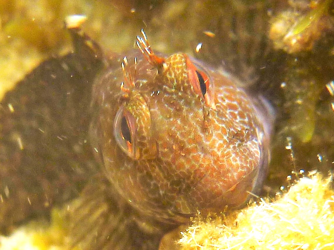 Ringneck blenny in black livery. Moma