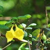 Asian Bushbeech, Asiatic beechberry